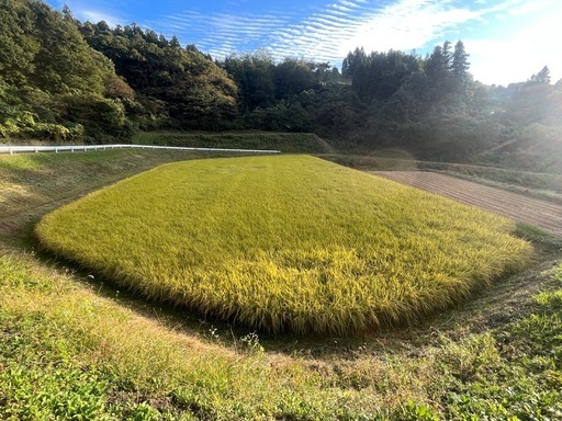 令和7年度産　コシヒカリ玄米30キロ