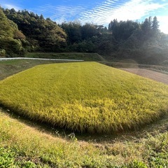 令和7年度産　コシヒカリ玄米30キロの画像