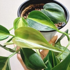 観葉植物 
フィロデンドロン オキシカルジウム ブラジルの画像