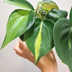 観葉植物 
フィロデンドロン オキシカルジウム ブラジルの画像