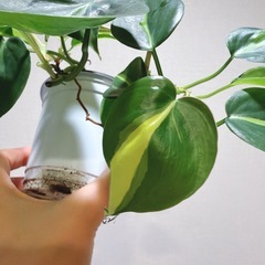 観葉植物 
フィロデンドロン オキシカルジウム ブラジルの画像