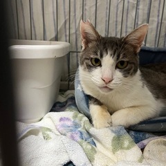 保護猫里親さん募集