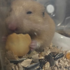 ハムスターの里親