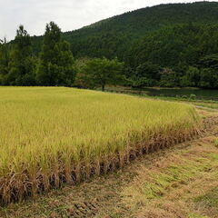 令和6年度京都産キヌヒカリ ３０ｋｇ　玄米の画像
