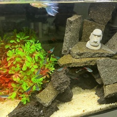 水槽 魚セット 60x30x21cmの画像
