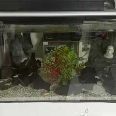 水槽 魚セット 60x30x21cmの画像