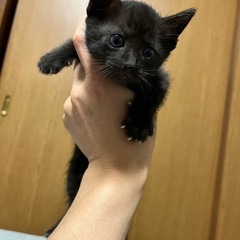 黒猫【生後1ヵ月くらい】元気いっぱいです − 香川県