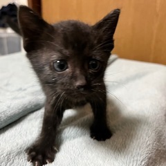 黒猫【生後1ヵ月くらい】元気いっぱいです - 里親募集