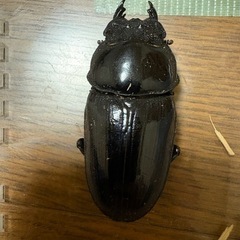 オオクワガタ♀能勢YGの画像