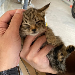 子猫