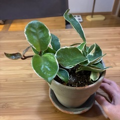 ホヤ　無印良品好きな方　カルノーサ　リップカラー　観葉植物の画像