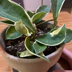ホヤ　無印良品好きな方　カルノーサ　リップカラー　観葉植物の画像