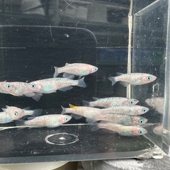 メダカ【ピンクサファイア】若魚　１３匹の画像