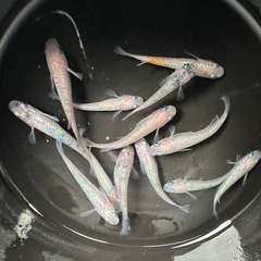 メダカ【ピンクサファイア】若魚　１３匹の画像