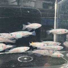 メダカ【ピンクサファイア】若魚　１３匹の画像