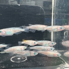メダカ【ピンクサファイア】若魚　１３匹の画像