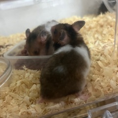 ゴールデンハムスター