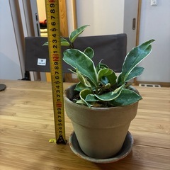 ホヤ　無印良品好きな方　カルノーサ　リップカラー　観葉植物の画像