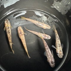 メダカ【ミラージュ(ブチ)】成魚　６匹の画像