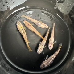 メダカ【ミラージュ(ブチ)】成魚　６匹の画像