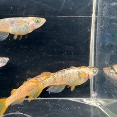 メダカ【ミラージュ(ブチ)】成魚　６匹の画像