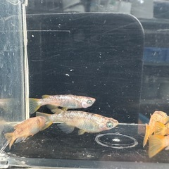 メダカ【ミラージュ(ブチ)】成魚　６匹の画像