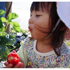 苺苗5株（農薬不使用・有機栽培）の画像