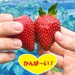 苺苗5株（農薬不使用・有機栽培）の画像