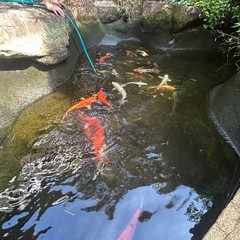 錦鯉　譲ります　性別不明の画像