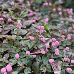 ヒメツルソバ　カット苗　5本の画像