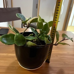 決まりました　ホヤ　カルノーサ　リップカラー🩷　の画像