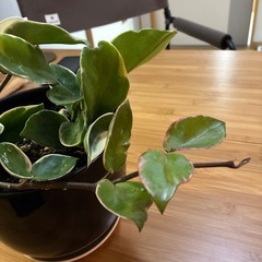 決まりました　ホヤ　カルノーサ　リップカラー🩷　の画像