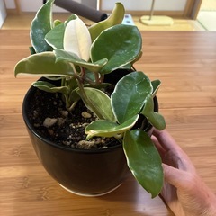 決まりました　ホヤ　カルノーサ　リップカラー🩷　の画像