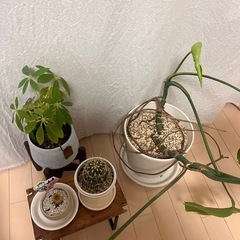モンステラ等、観葉植物セット！の画像