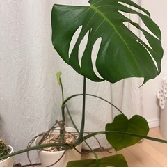 モンステラ等、観葉植物セット！の画像
