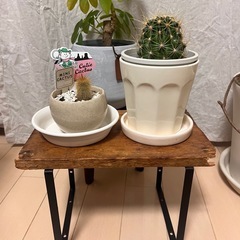 モンステラ等、観葉植物セット！の画像