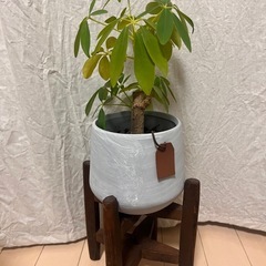 モンステラ等、観葉植物セット！の画像