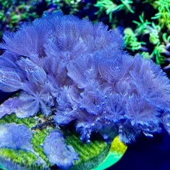 パクパクウミアザミ　フラグ②の画像