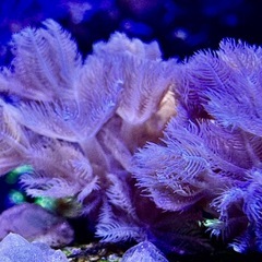 パクパクウミアザミ　フラグ②の画像