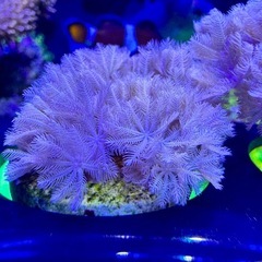 パクパクタイプウミアザミ　フラグ品③の画像