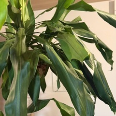 早い者勝ち無料！観葉植物(ドラセナ)の画像