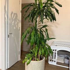 早い者勝ち無料！観葉植物(ドラセナ)の画像