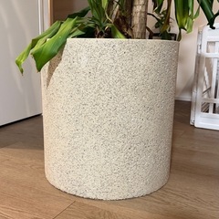 早い者勝ち無料！観葉植物(ドラセナ)の画像
