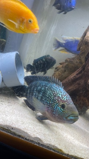 熱帯魚　シクリッド　ジャックデンプシー　