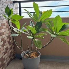 プルメリア（大型）の画像