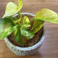 観葉植物　ポトス　の画像
