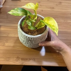 観葉植物　ポトス　の画像