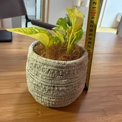 観葉植物　ポトス　の画像