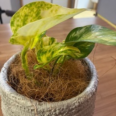 観葉植物　ポトス　の画像