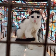 保護猫里親募集